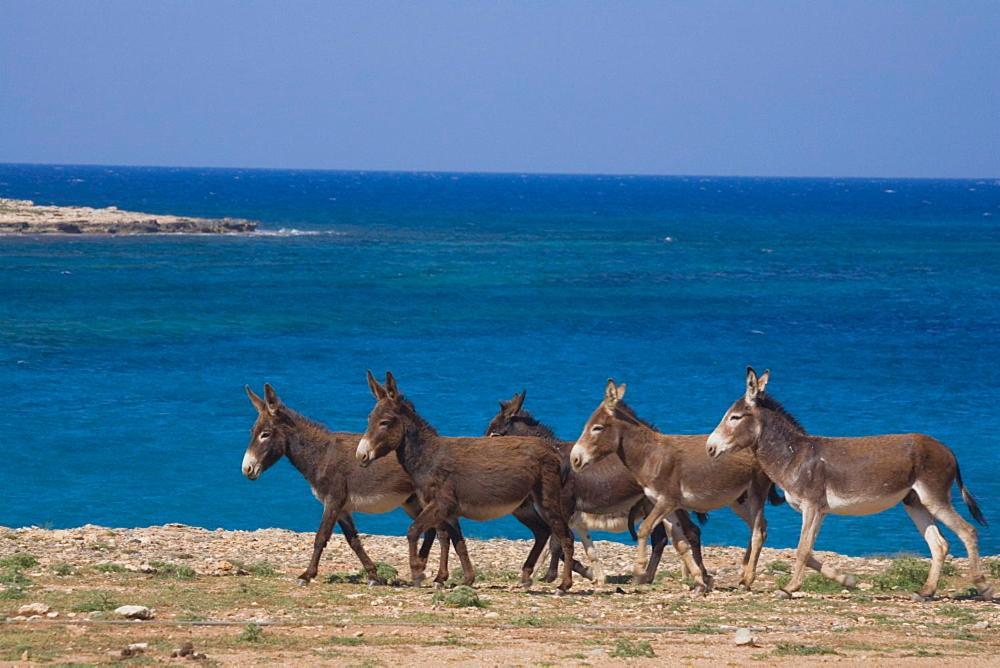 Отель Oasis At Ayfilon Rizokarpaso Экстерьер фото